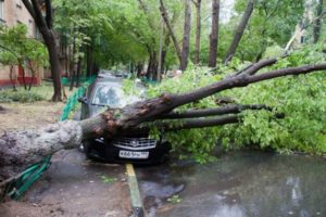 Тверская область предложила оказать поддержку Москве в ликвидации последствий урагана