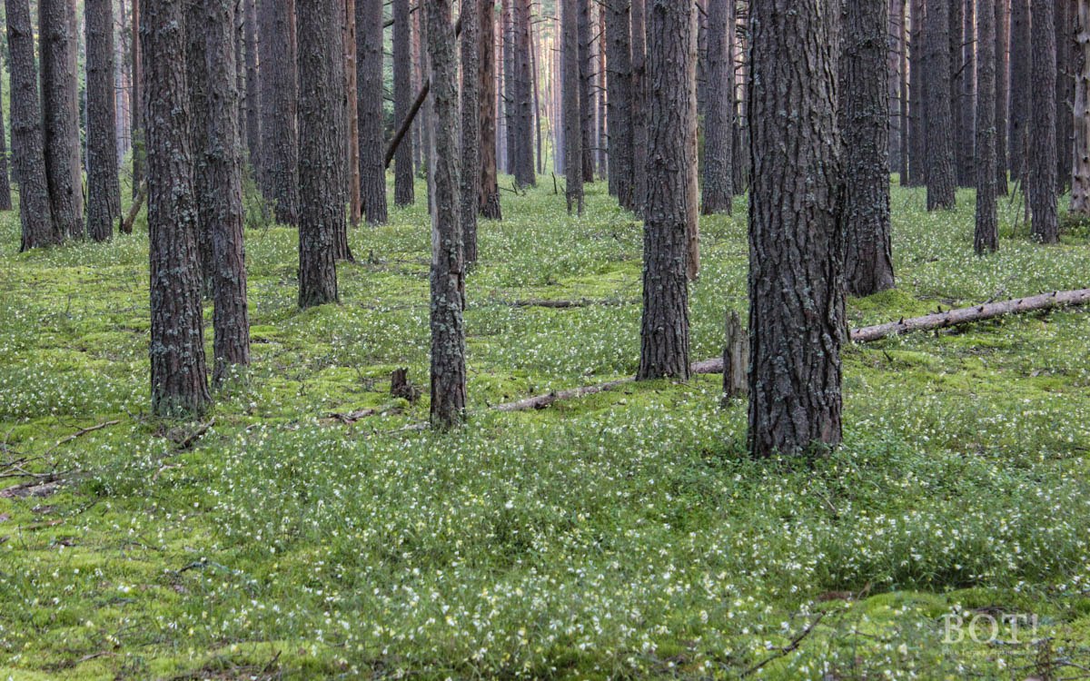 В Тверской области проходит акция «Очистим лес от мусора»