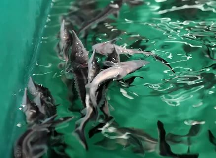 В водоёмы Тверской области в 2017 году выпустили более 3 млн штук молоди рыб