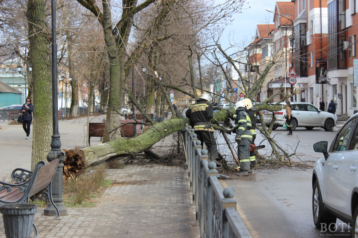 В Твери штормовой ветер повалил деревья в нескольких районах