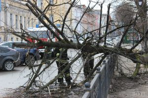 МЧС предупреждает о штормовом ветре в Тверской области