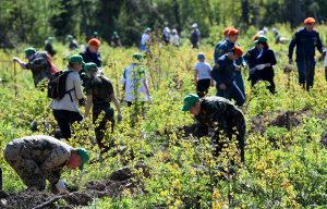 Во «Всероссийский день посадки леса» в Тверской области посадили более 600 тысяч молодых деревьев