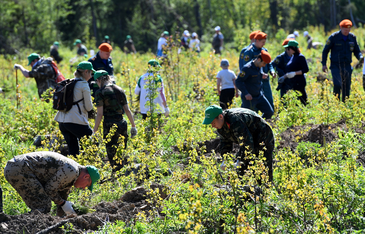 Во «Всероссийский день посадки леса» в Тверской области посадили более 600 тысяч молодых деревьев