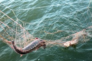 В Тверской области рыболов может заплатить за пойманную рыбу собственной свободой