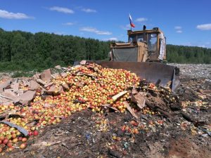 В Ржеве уничтожили 39 тонн яблок неизвестного происхождения