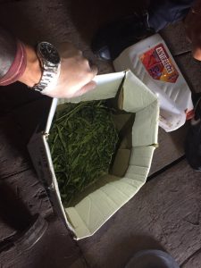 В Ржевском районе полицейские выявили факт хранения наркосодержащих растений