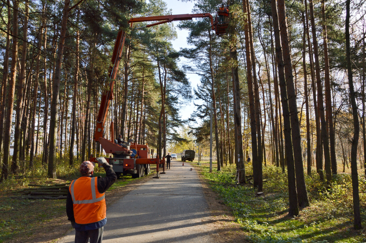 В Бобачевской роще начались работы по санитарной рубке деревьев