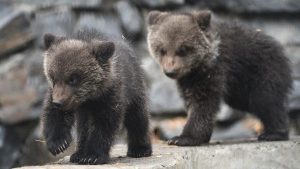 В Тверскую область привезли найденных в Коми медвежат