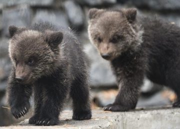 В Тверскую область привезли найденных в Коми медвежат