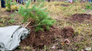 В Тверской области заслушают предложения о развитии лесного комплекса региона