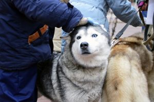 На Рождественской ярмарке в Твери состоится катание на собачьих упряжках