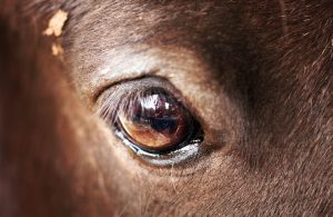 Бологовский конный клуб обвиняет в живодерстве хозяев жеребенка, устроивших катания на Масленицу
