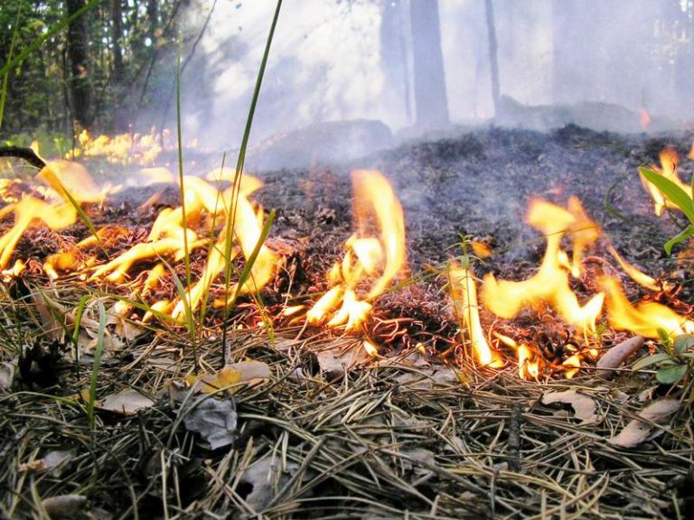 С начала пожароопасного сезона в Тверской области потушили 12 возгораний