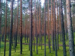 В Тверской области увеличат площадь земель лесного фонда