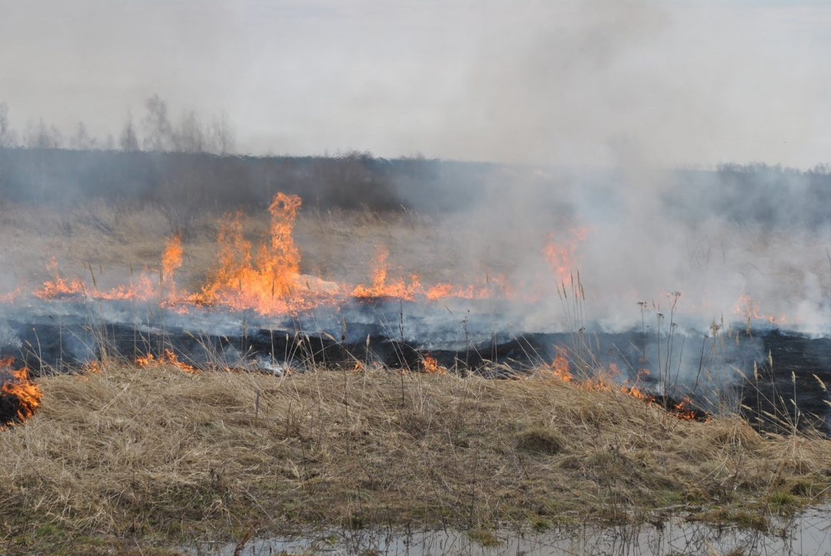 В Тверской области возбуждены уголовные дела по палам травы и лесным пожарам
