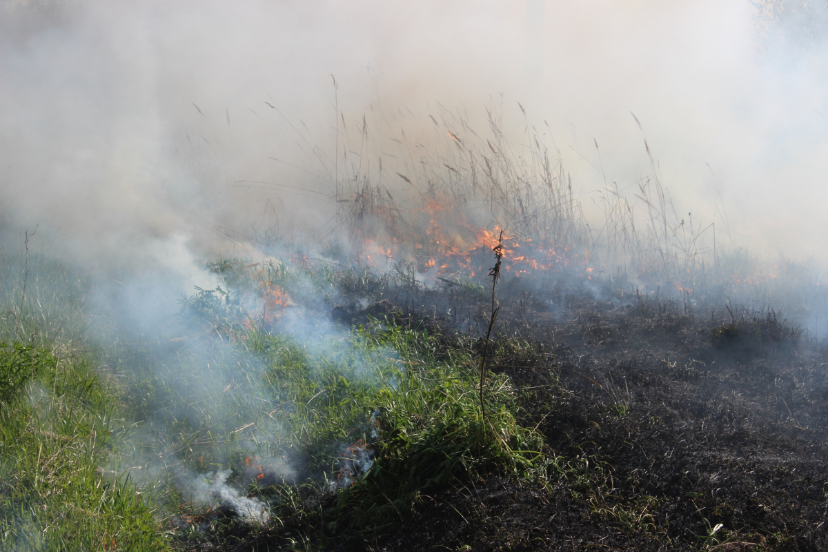 В Тверской области возбуждено три уголовных дела на поджигателей сухой травы