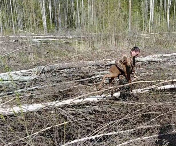 В Тверской области спасли лосенка, застрявшего в куче порубочных остатков