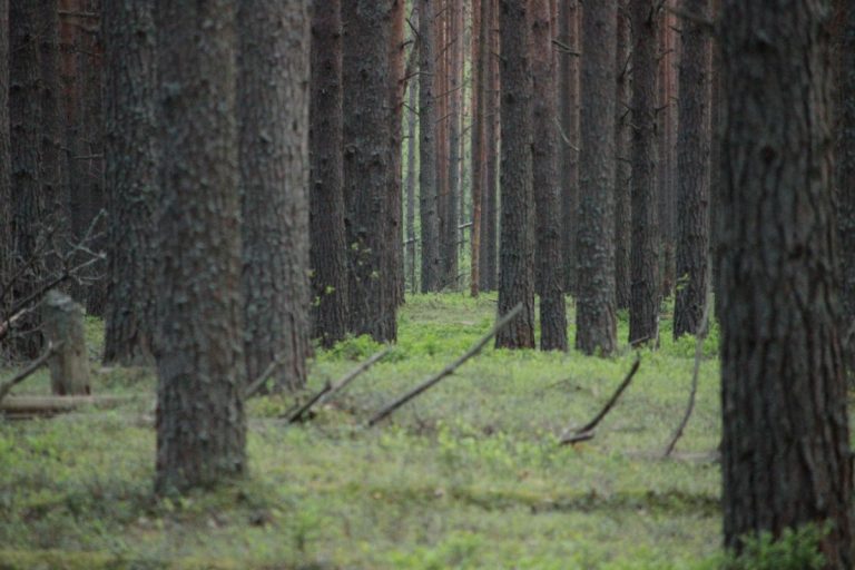Лесной фонд Тверской области увеличится на 317 гектаров