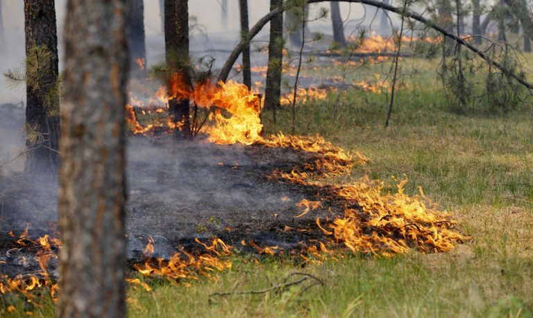 В Тверской области вновь произошел лесной пожар