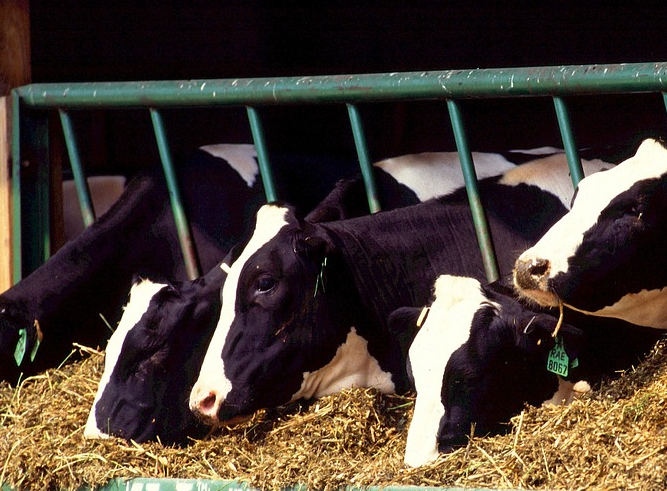 В Тверской области будет реализован крупный инвестпроект в молочном животноводстве