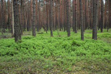 Лесной фонд Тверской области увеличился более чем на 1000 га