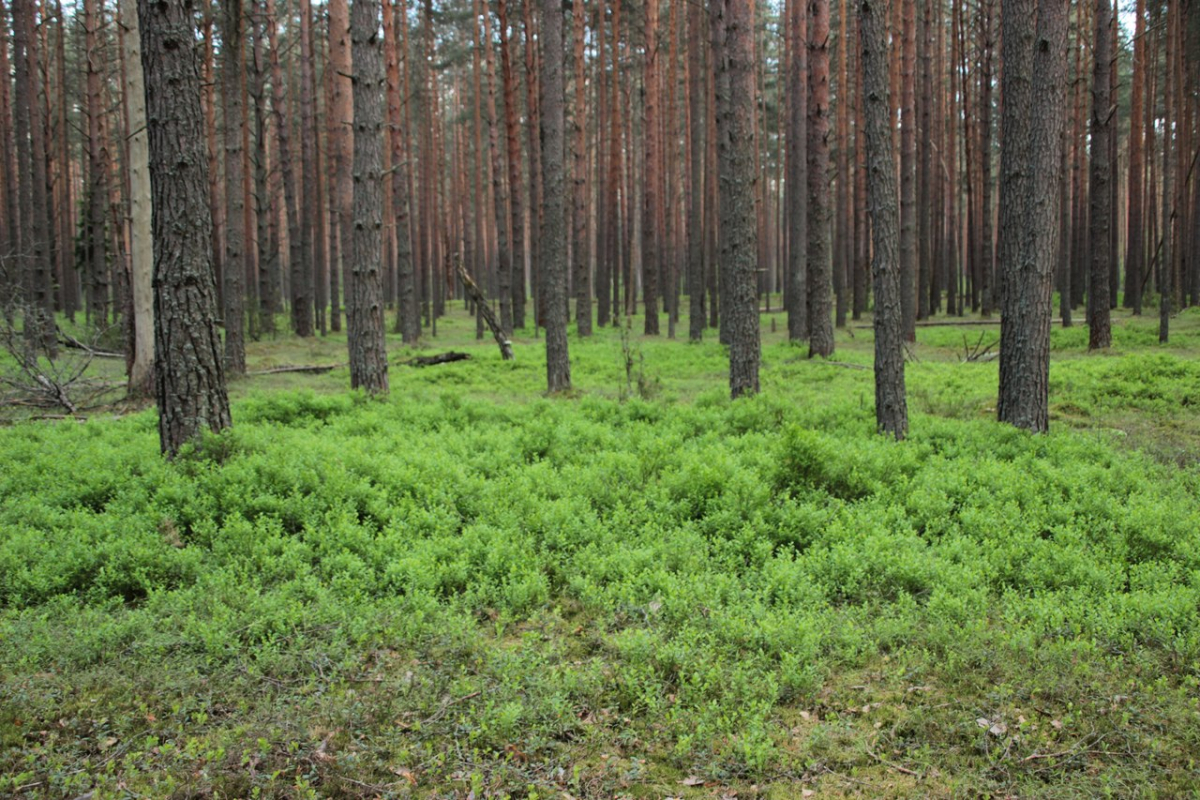 Лесной фонд Тверской области увеличился более чем на 1000 га