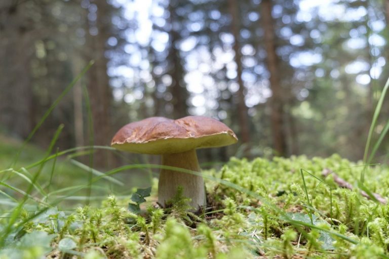 В Тверской области открыт грибной сезон