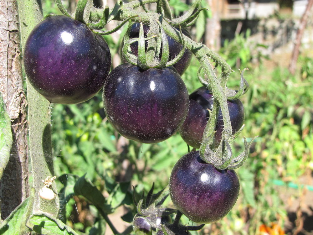 В Тверской области вырастят чёрный томат Земба