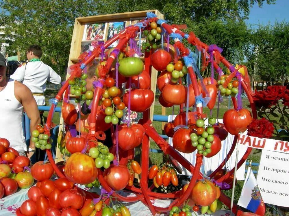 В Тверской области прошла выставка томатов «Синьор Помидор»