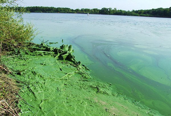 Водоросли в реке под водой