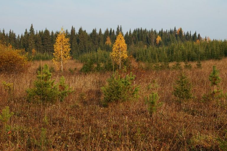 В Жарковском районе Тверской области увеличат лесной фонд на 62 га