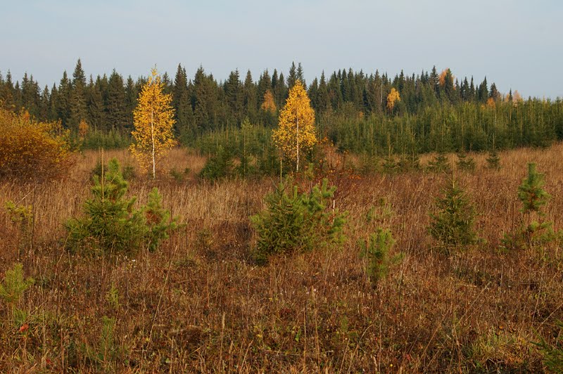 В Жарковском районе Тверской области увеличат лесной фонд на 62 га