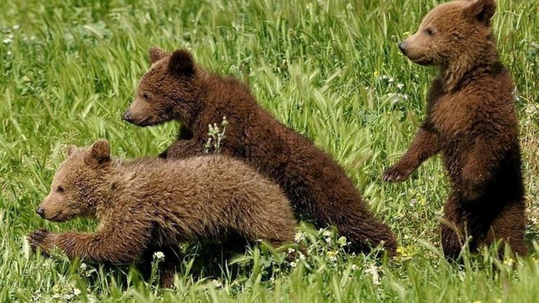 В медвежьем приюте в Тверской области рассказали о медведях-вегетарианцах