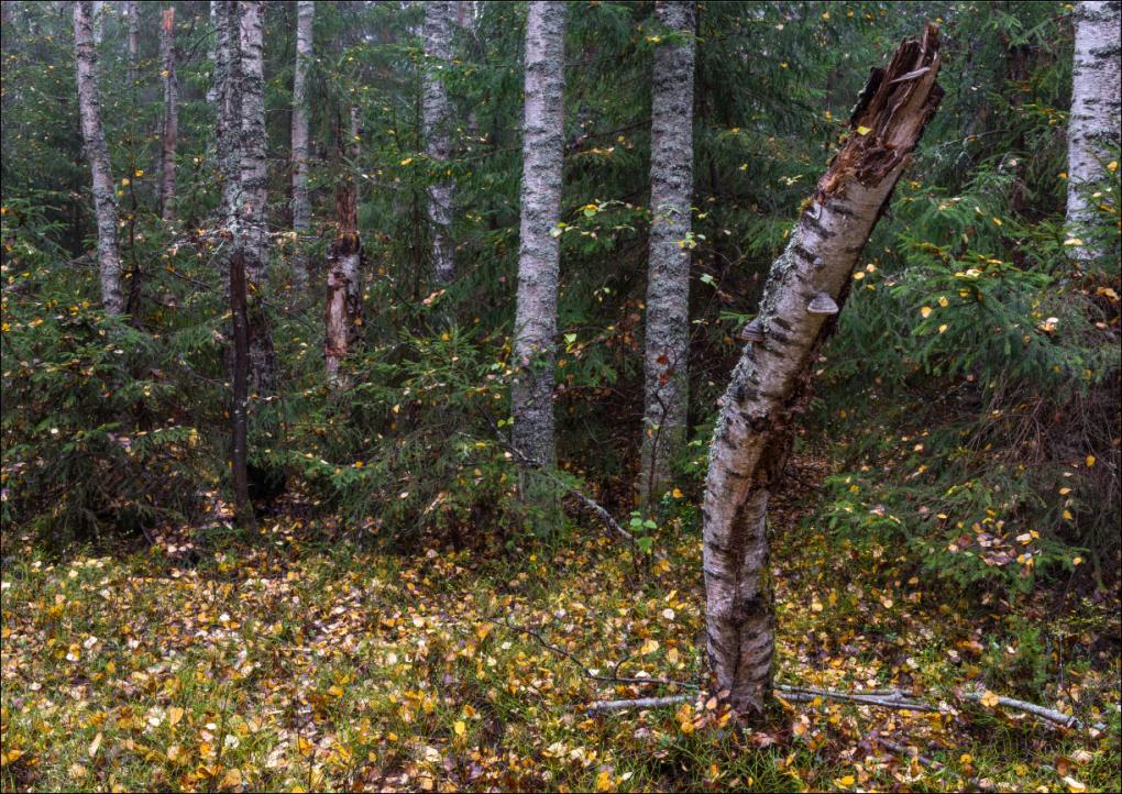 В тверских лесах введено ограничение на пребывание граждан и отдыхающих