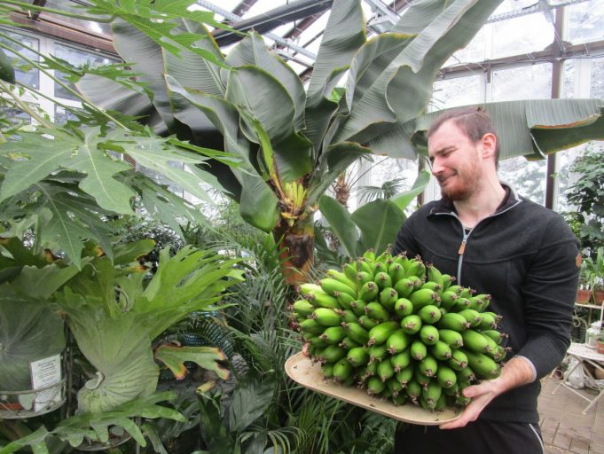 В Твери в ноябре поспел урожай бананов
