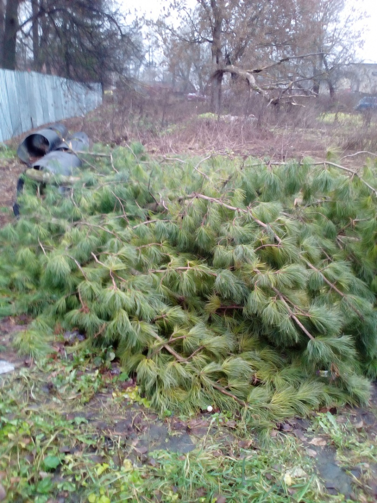 В Тверской области на территории музея срубили уникальные деревья