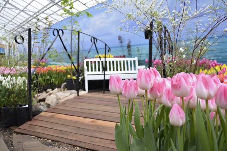 В Твери откроется выставка-продажа тюльпанов