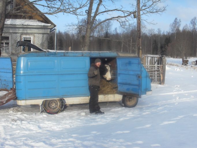В Тверской области корова-невеста ездит к жениху на советском ЕрАЗе