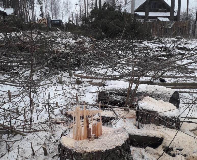 В Тверской области сосновый бор в центре поселка вырубили на глазах у жителей