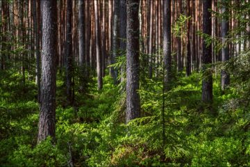 В Тверской области ИП проводил незаконную рубку деревьев