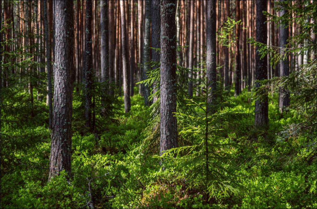 В Тверской области рапортуют об успехах в борьбе с лесными пожарами