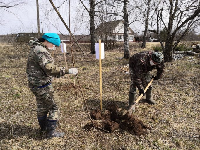 В Тверской области высадили более 6 млн деревьев