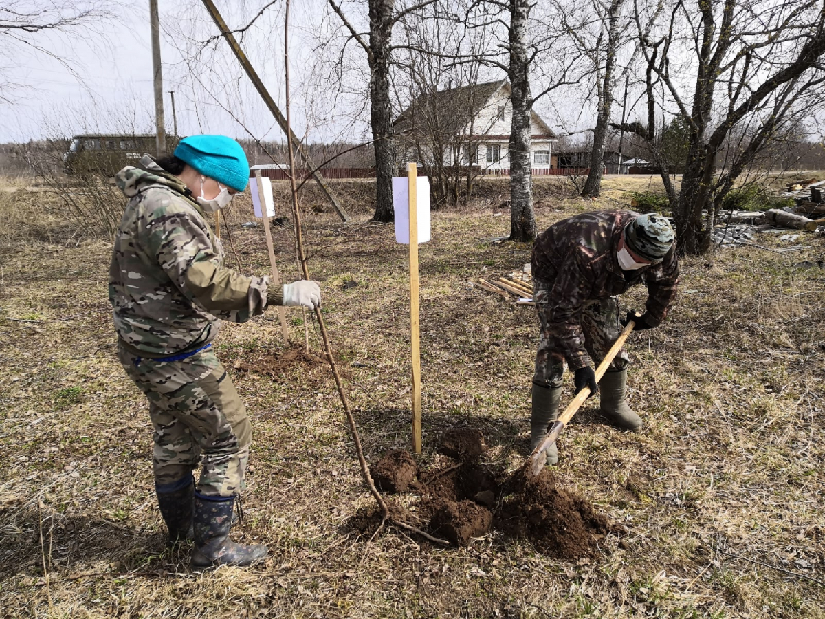 В Тверской области высадили более 6 млн деревьев