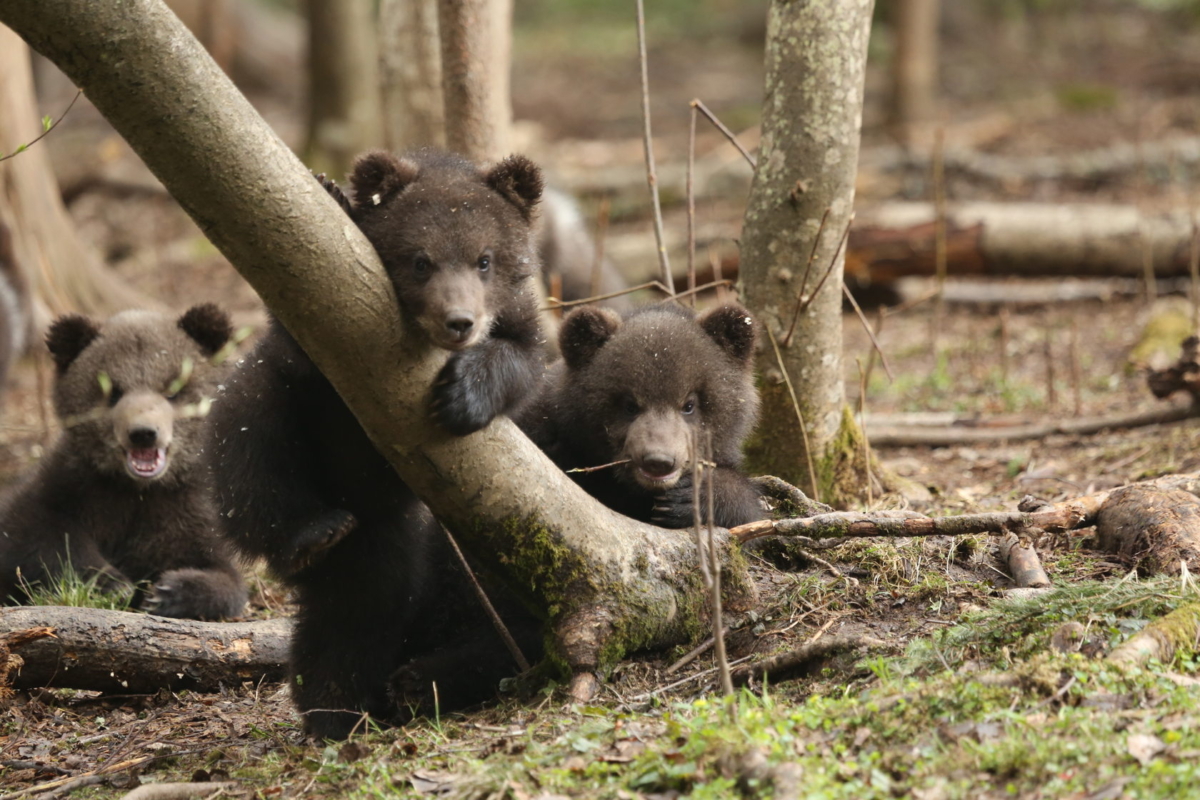 Из Тверской области на родину вернулись три медведя