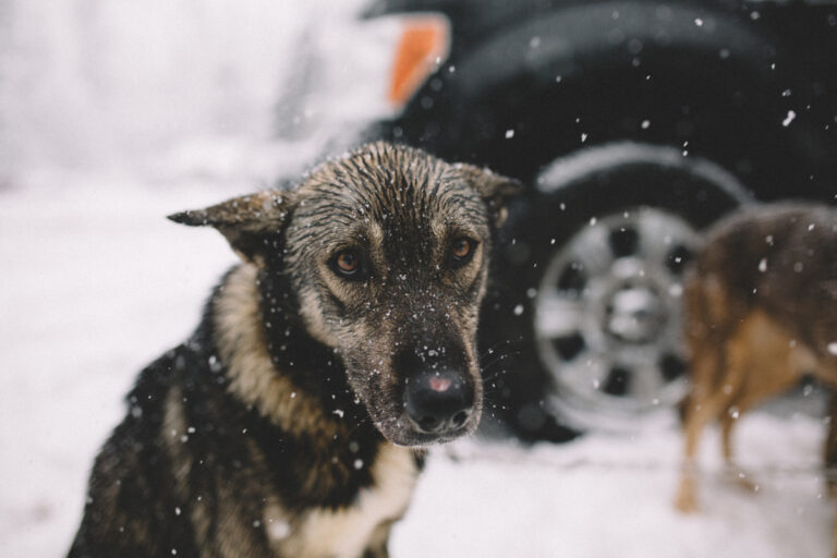 В Тверской области спасли собаку, провалившуюся под лёд