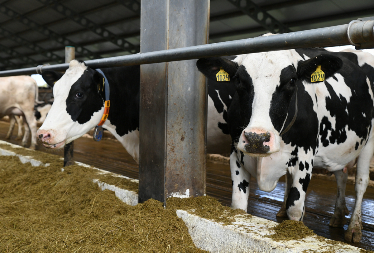 В Тверской области поддержат развитие молочного скотоводства