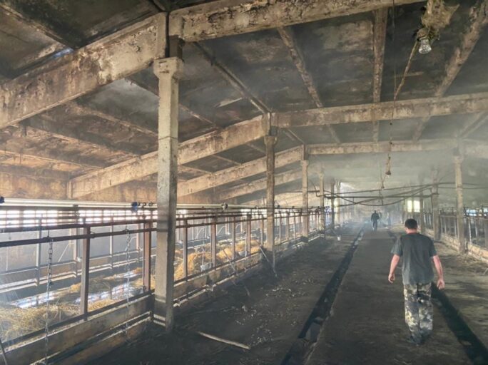 В Тверской области на ферме сгорела корова