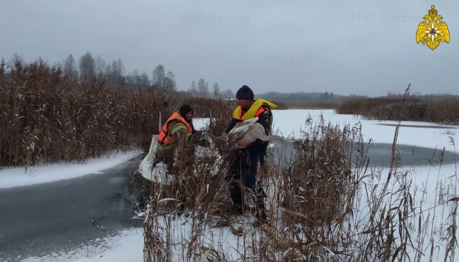 Лебедят спасли от смерти в Тверской области