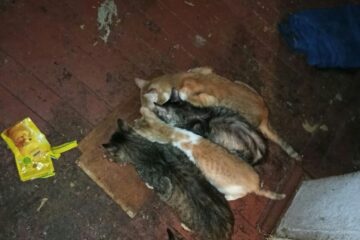 Волонтёры из Тверской области спасли котов, живших с мёртвой бабушкой в одной квартире