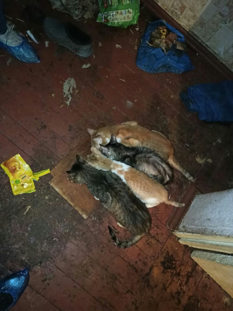 Тверские волонтёры спасли котов из квартиры с умершей бабушкой